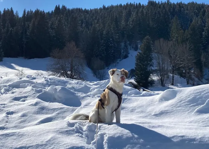 Apart Jasmin Apartment